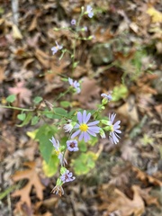 Symphyotrichum drummondii