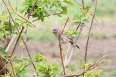 Catamenia analis
