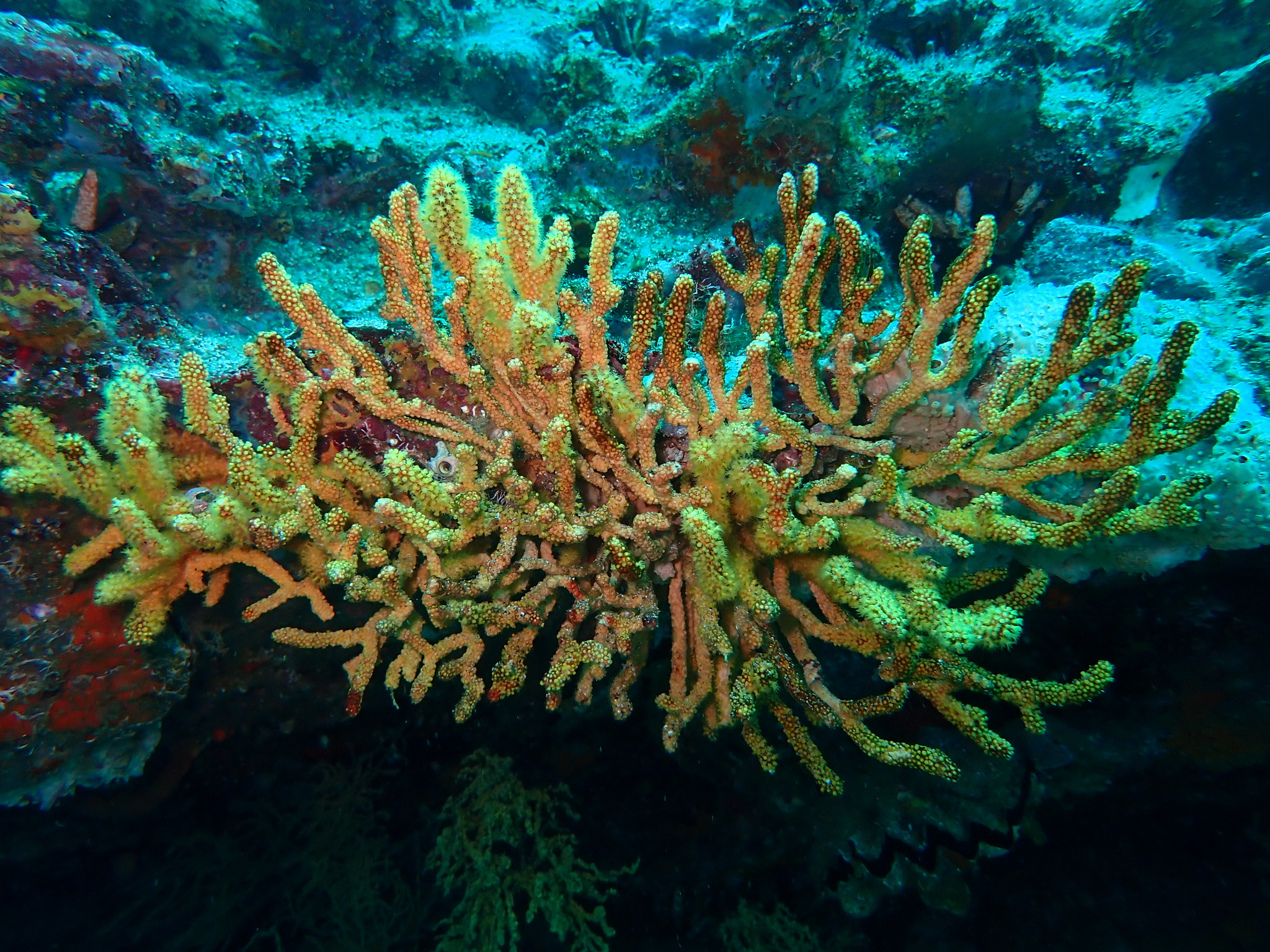 hickmani Breedy & Guzman, 2005