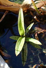 Habenaria repens