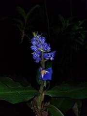 Dichorisandra thyrsiflora