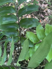 Asplenium oblongifolium