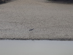 Egretta novaehollandiae novaehollandiae