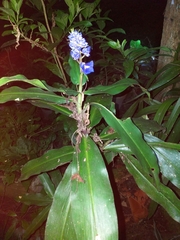 Dichorisandra thyrsiflora