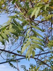 Juglans hindsii