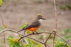 Pyrocephalus rubinus