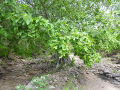 Ficus cotinifolia