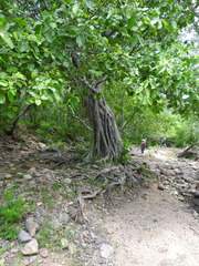 Ficus cotinifolia