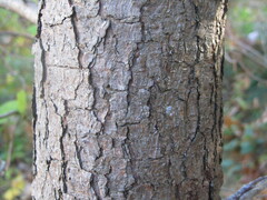 Pinus