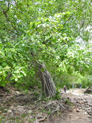 Ficus cotinifolia