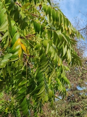 Juglans hindsii