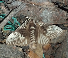 Megalopyge albicollis