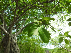 Ficus cotinifolia