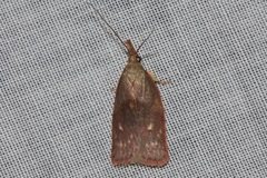 Enchocrates glaucopis