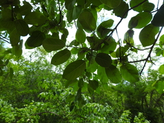 Ficus cotinifolia