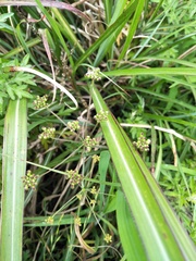 Pimpinella niitakayamensis