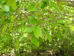Ficus cotinifolia