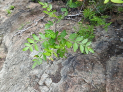 Bursera laxiflora