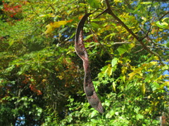 Gleditsia triacanthos triacanthos
