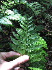 Asplenium bulbiferum