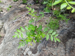 Bursera laxiflora