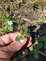 Richardia brasiliensis