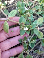 Richardia brasiliensis