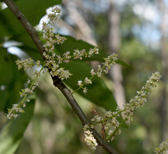 Guioa acutifolia
