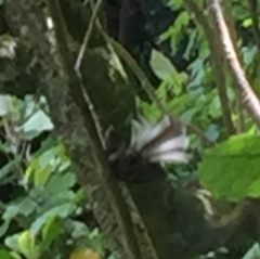 Rhipidura fuliginosa