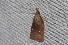 Enchocrates glaucopis