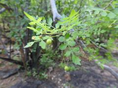 Bursera laxiflora