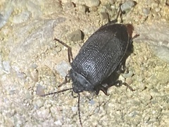 Penthe pimelia