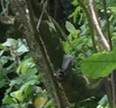 Rhipidura fuliginosa