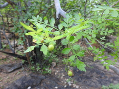 Bursera laxiflora