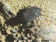 Penthe pimelia