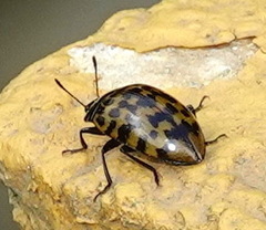 Erotylinae