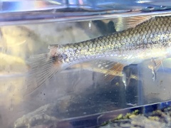 Notropis lutipinnis