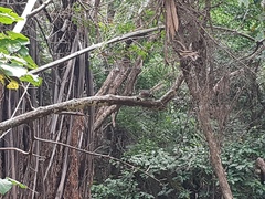 Rhipidura fuliginosa placabilis