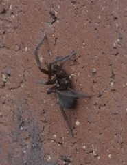Kukulcania hibernalis
