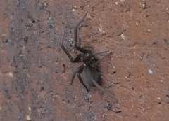 Kukulcania hibernalis