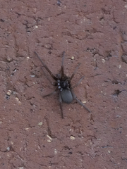 Kukulcania hibernalis