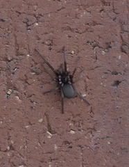 Kukulcania hibernalis