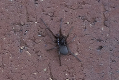 Kukulcania hibernalis