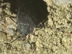 Penthe pimelia