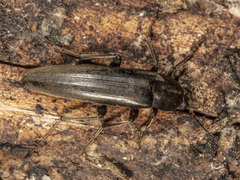 Enchodes sericea