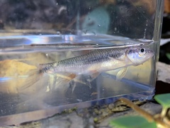 Notropis lutipinnis