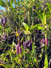 Billardiera heterophylla