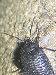Penthe pimelia