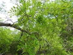 Bursera laxiflora