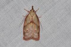 Enchocrates glaucopis